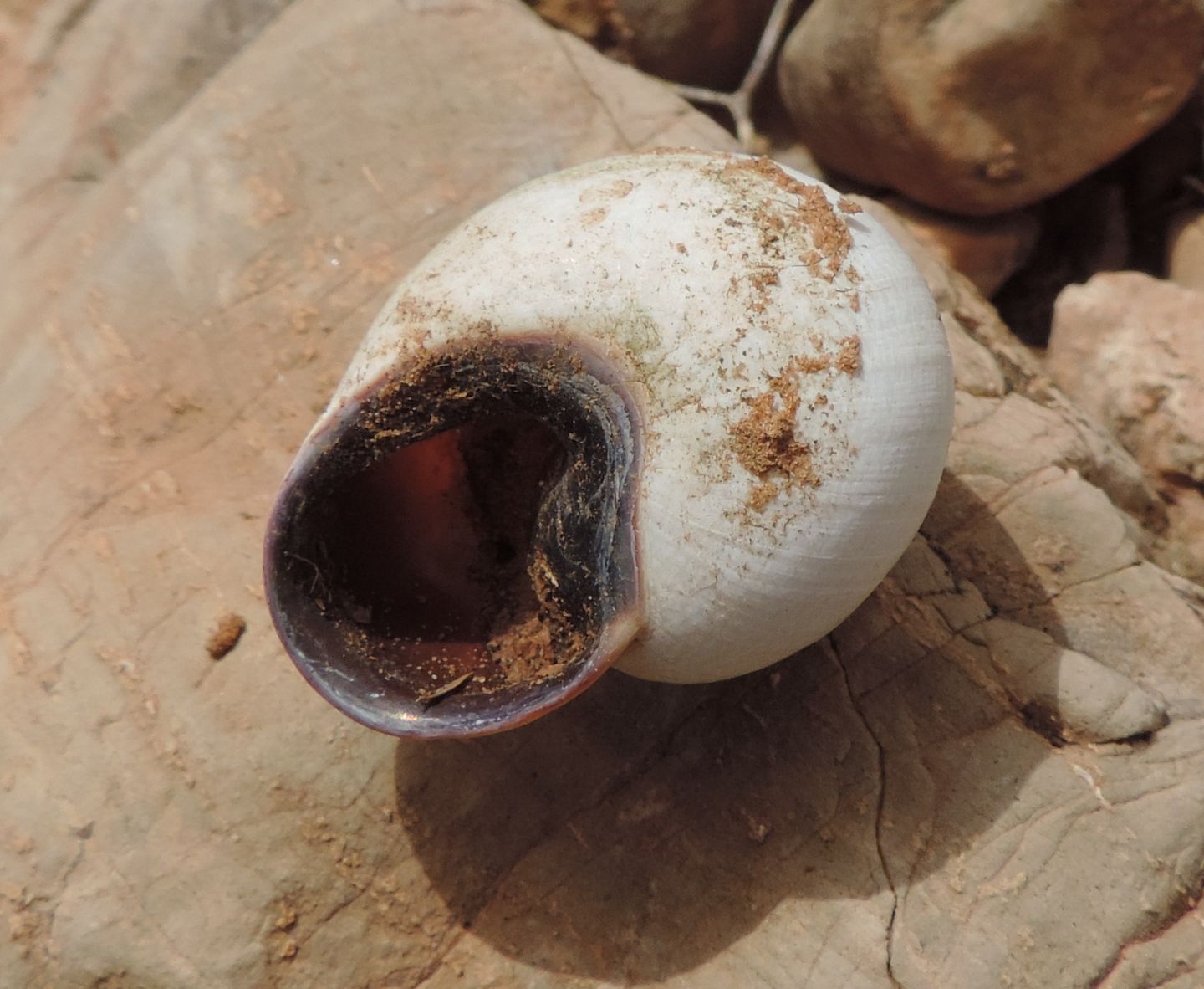 Altra chiocciola dal Marocco:  cfr. Otala sp.