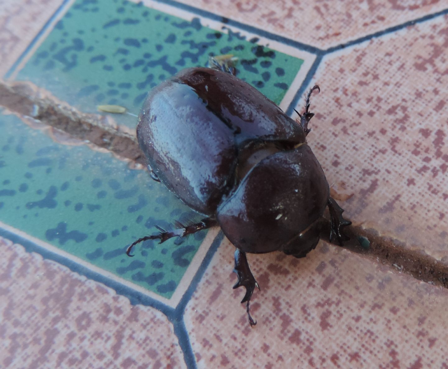 Pentodon? dal Marocco. Forse femmina di Phyllognathus excavatus.