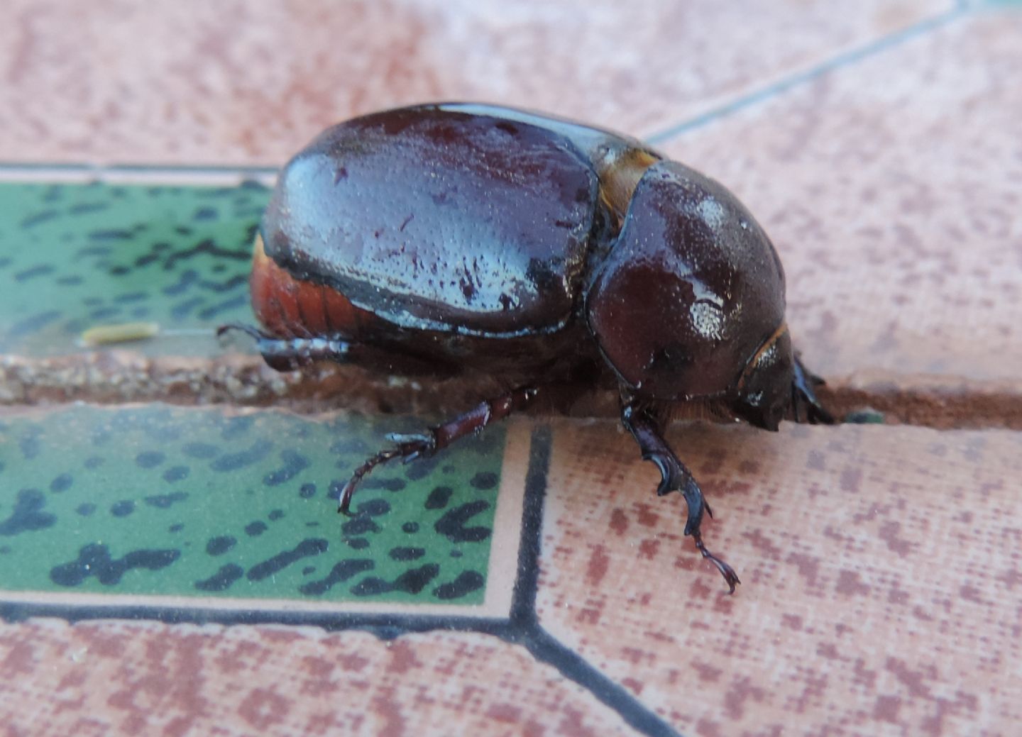 Pentodon? dal Marocco. Forse femmina di Phyllognathus excavatus.