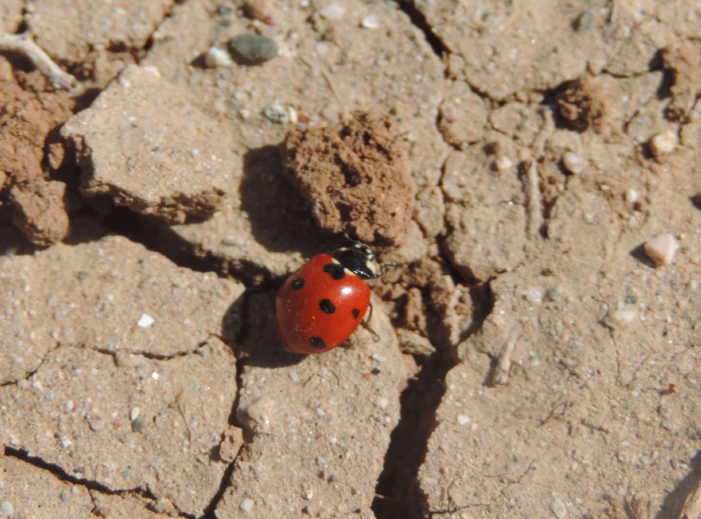 Coccinella dal Marocco: Coccinella algerica