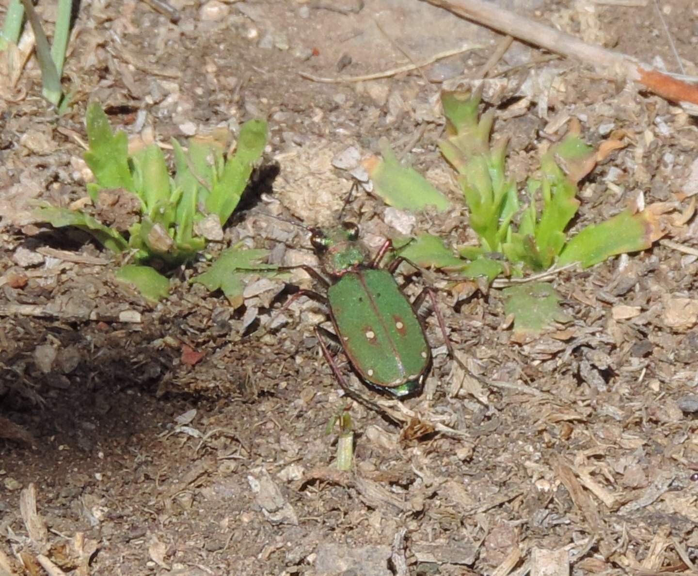 Carabidae: Cicindela campestris (atlantis?)