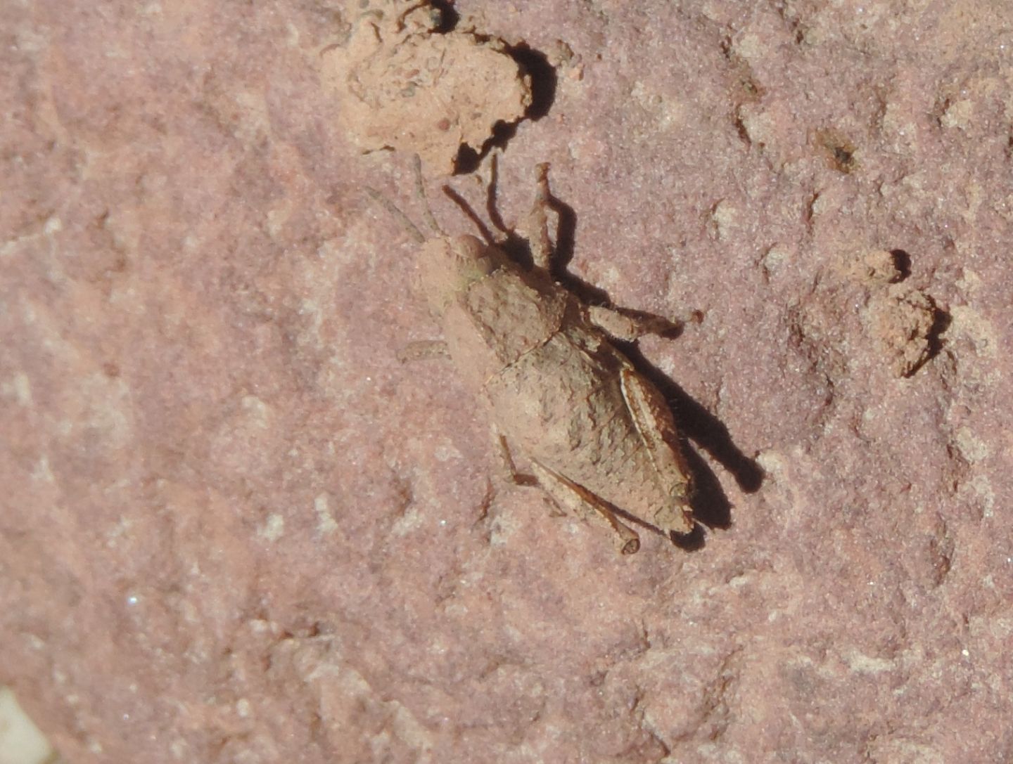 Pamphagidae? dal Marocco...  S, cfr. ninfa di Pamphagidae Pamphagini