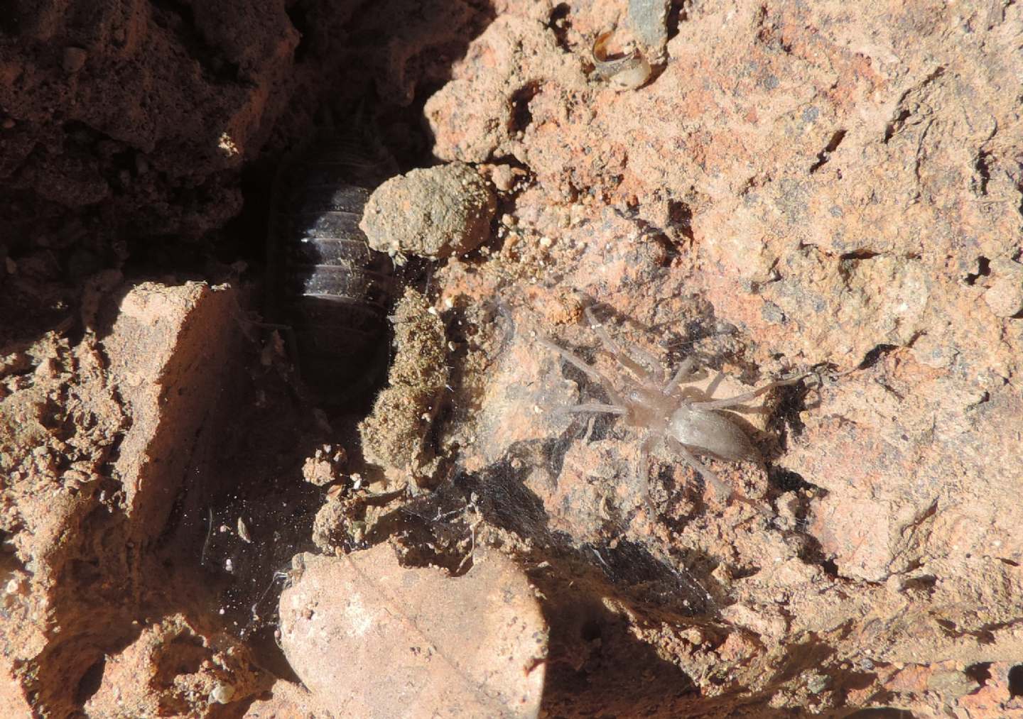 Ragno dal Marocco: Gnaphosidae: cfr. Drassodes sp.