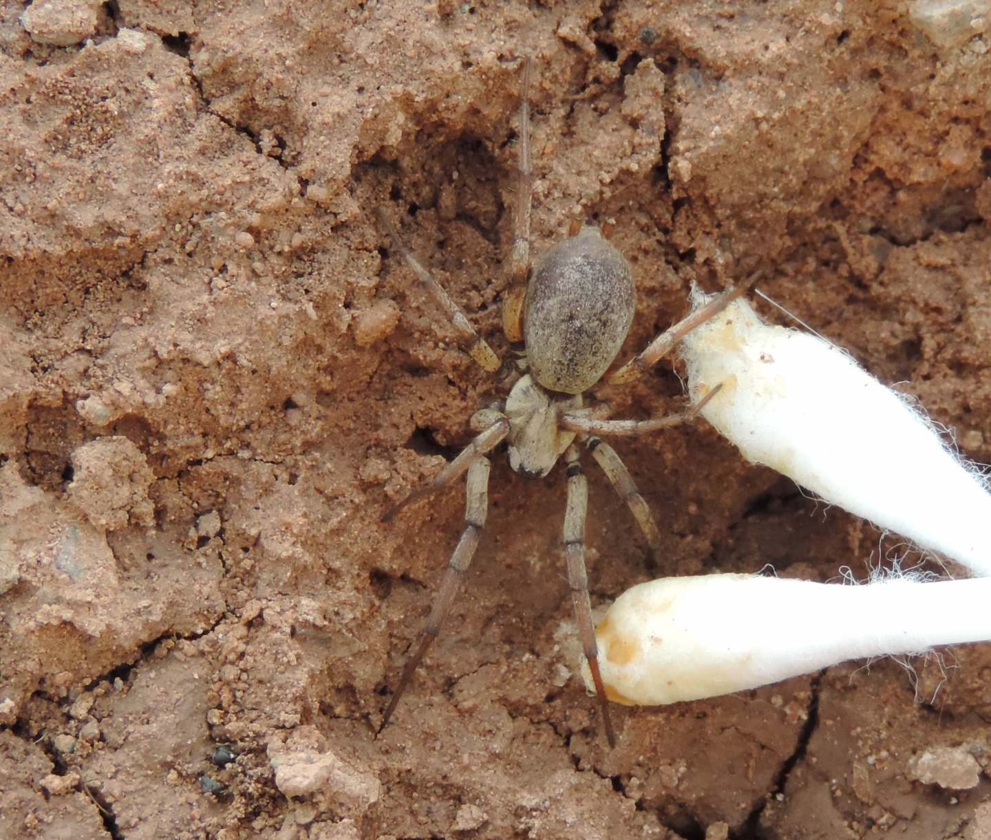 dal Marocco: cfr. Nomisia sp.