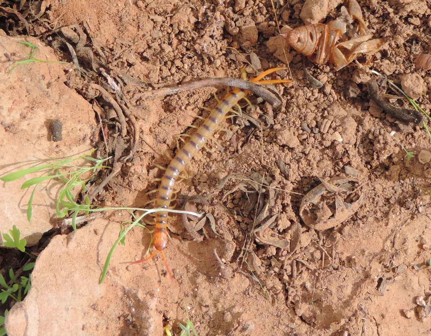 Scolopendra sp.?  S !