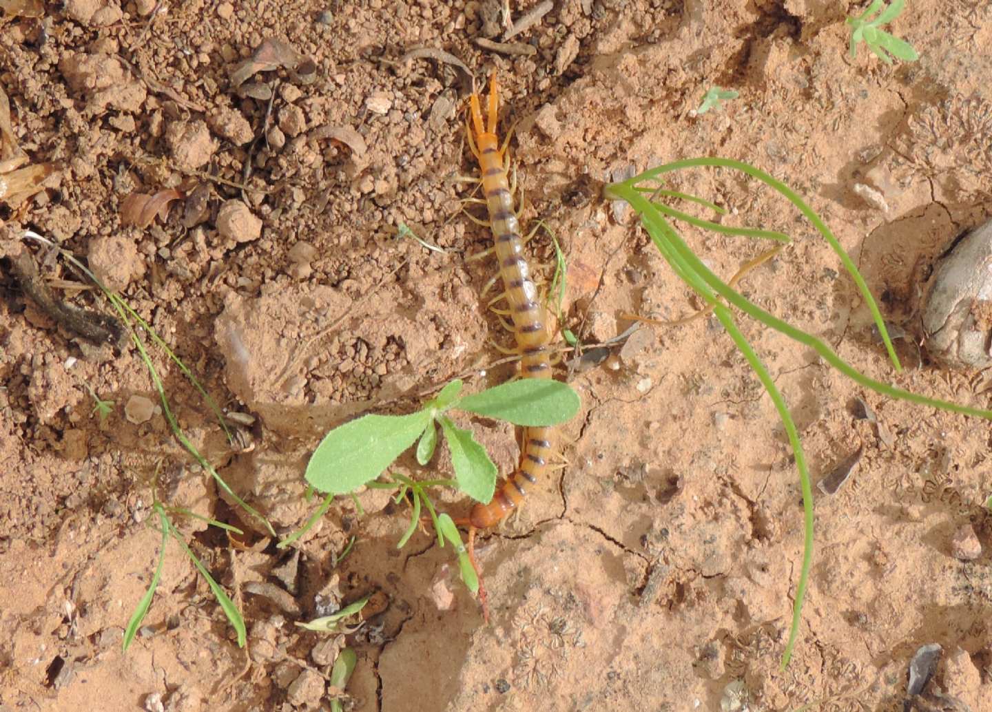 Scolopendra sp.?  S !