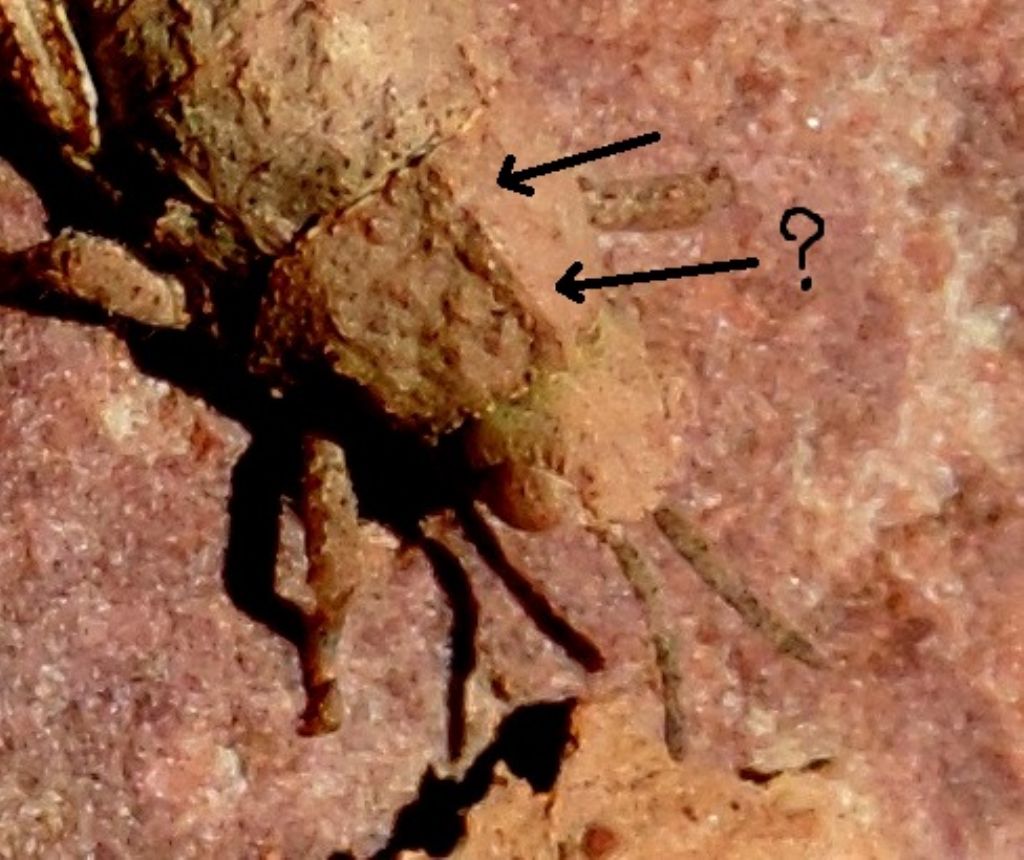 Pamphagidae? dal Marocco...  S, cfr. ninfa di Pamphagidae Pamphagini