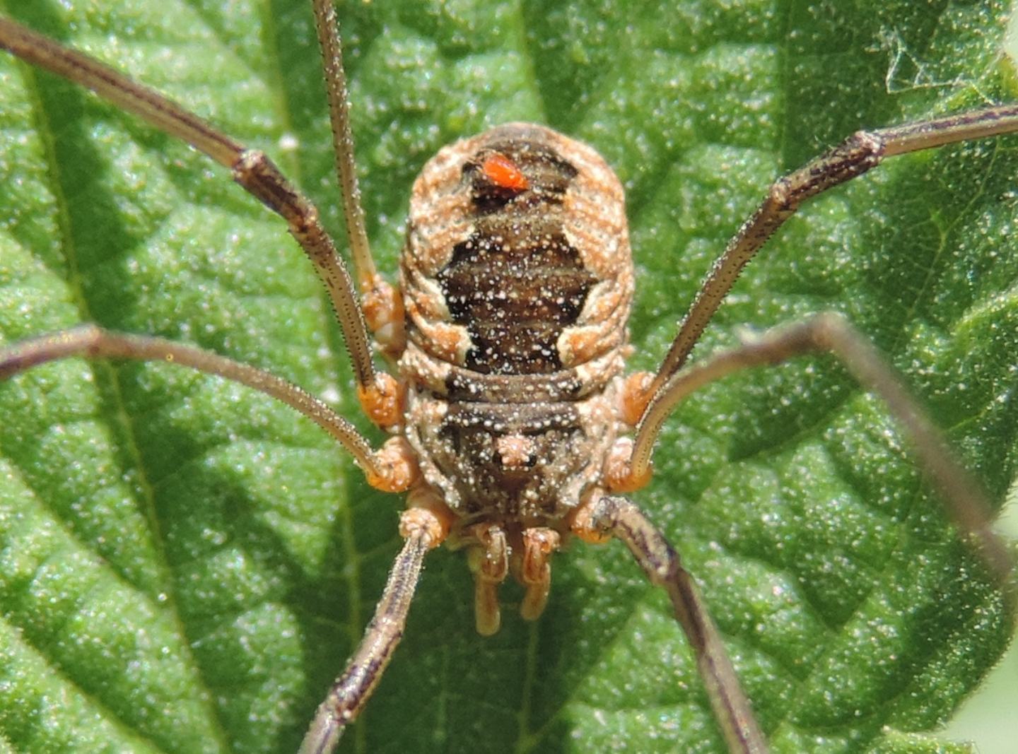 Dasylobus argentatus (Phalangiidae)