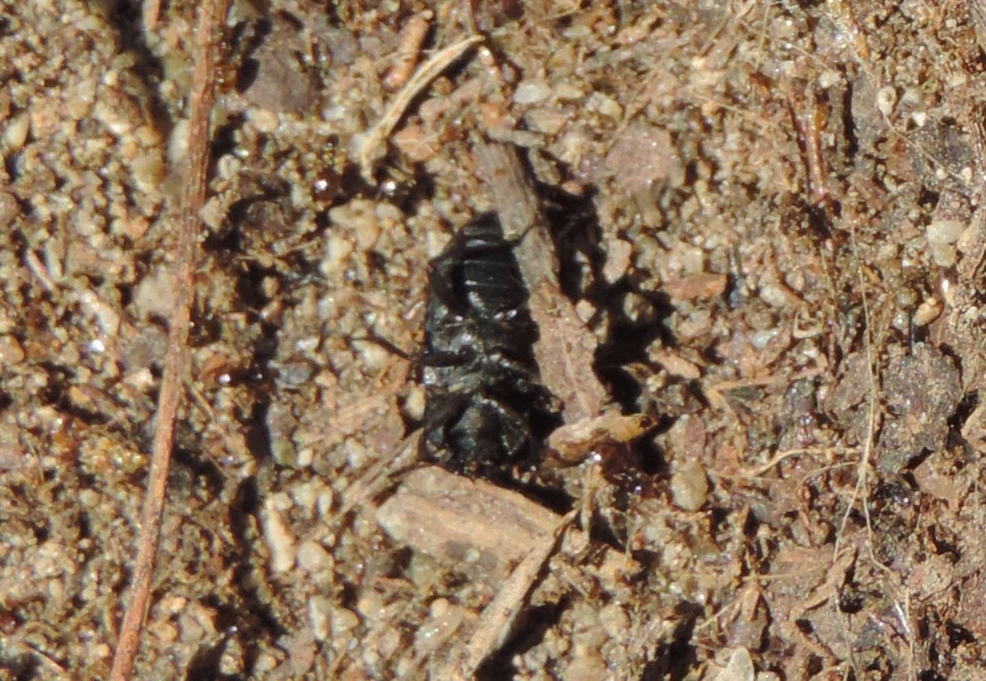 Tenebrionidae: Gonocephalum granulatum nigrum