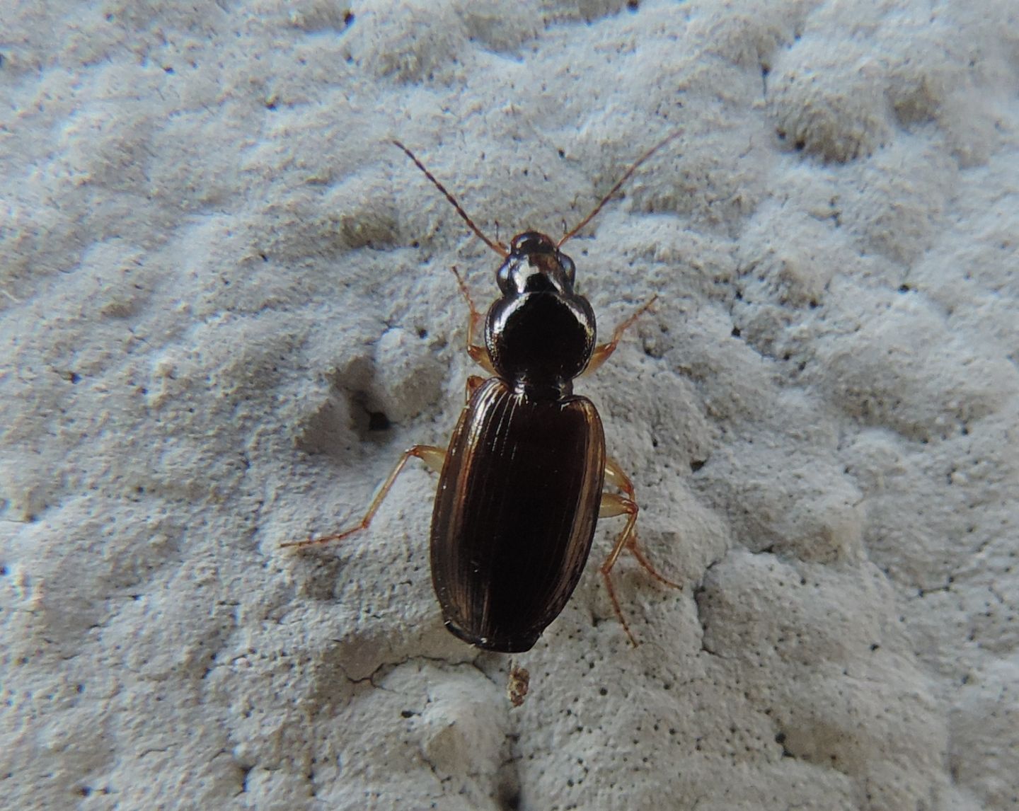 Carabidae strano da identificare: Olisthopus glabricollis