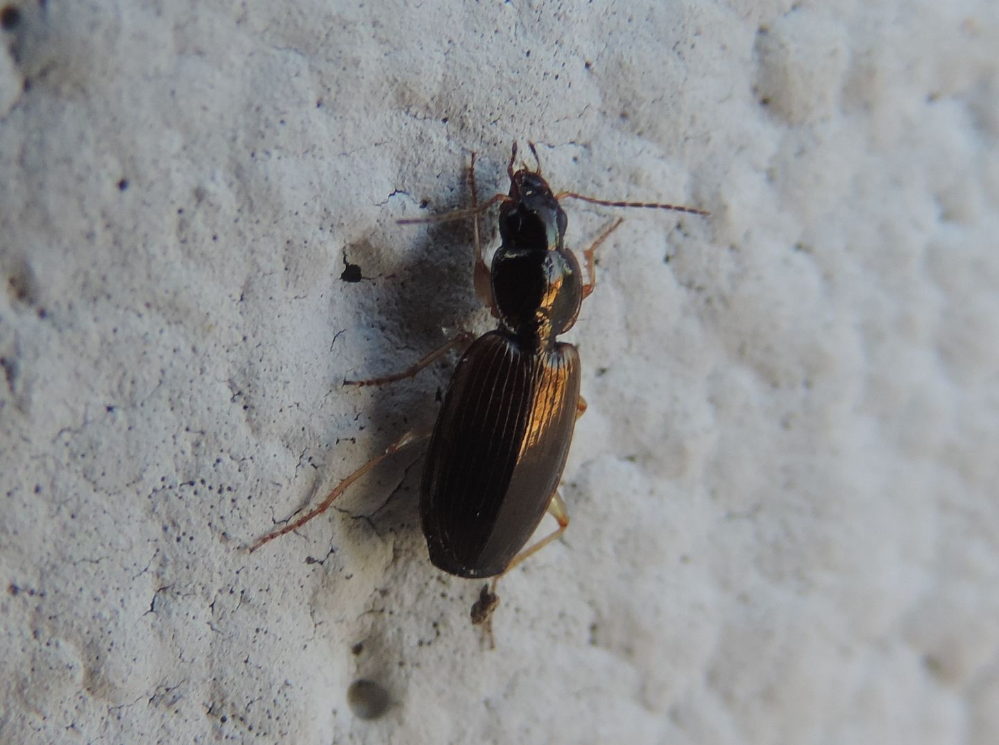 Carabidae strano da identificare: Olisthopus glabricollis