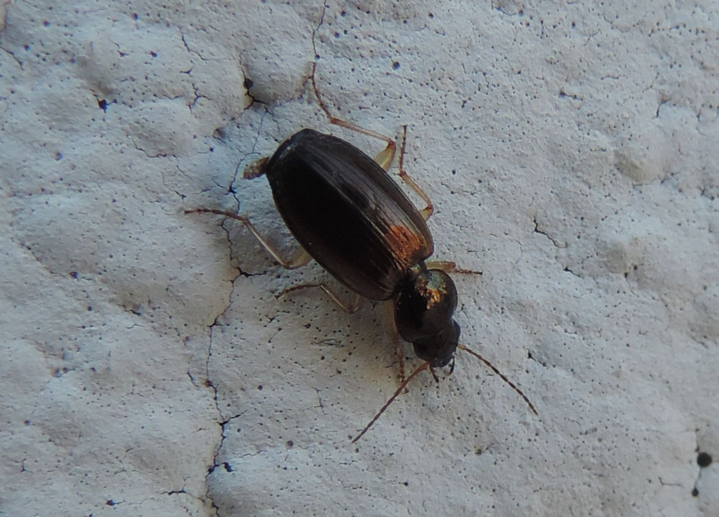 Carabidae strano da identificare: Olisthopus glabricollis