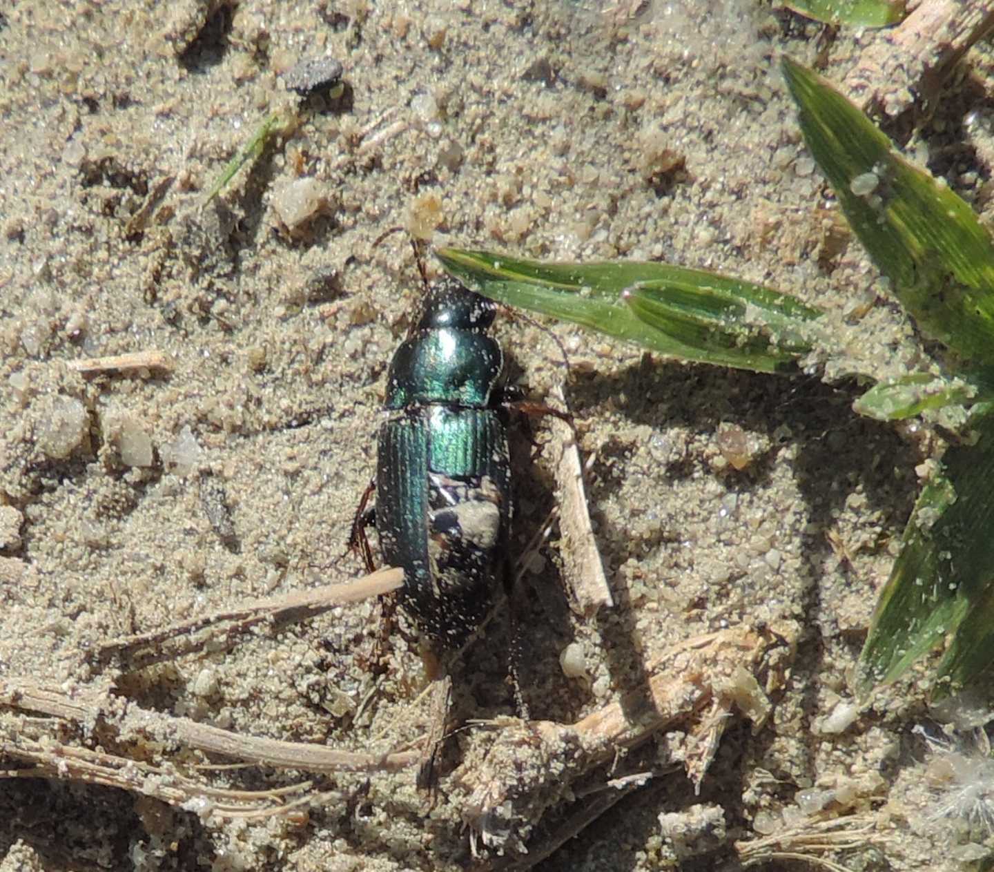 Carabidae da identificare: Harpalus distinguendus