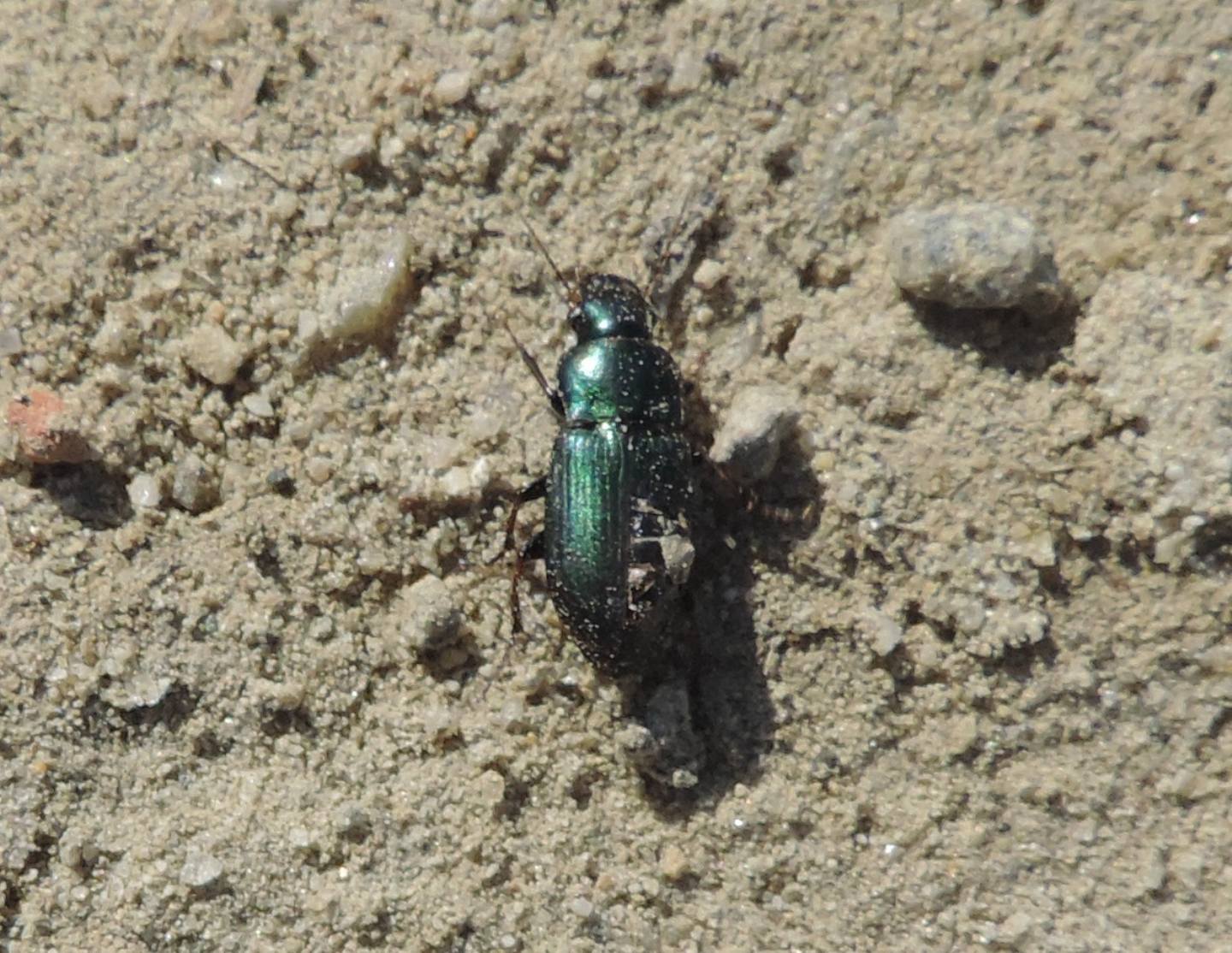 Carabidae da identificare: Harpalus distinguendus