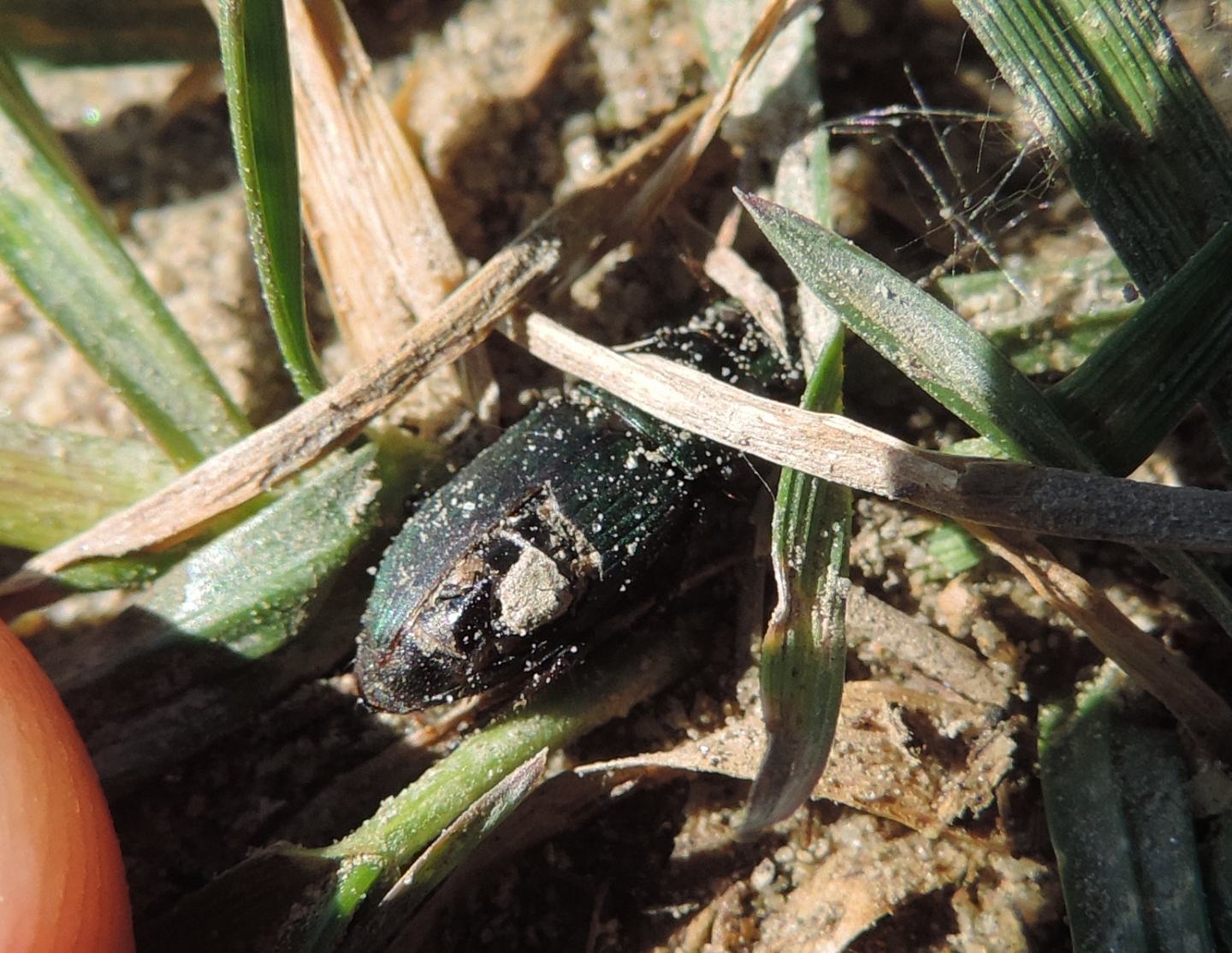 Carabidae da identificare: Harpalus distinguendus