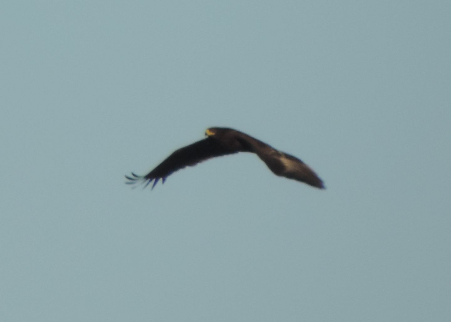 Aquila anatraia maggiore (Clanga clanga)