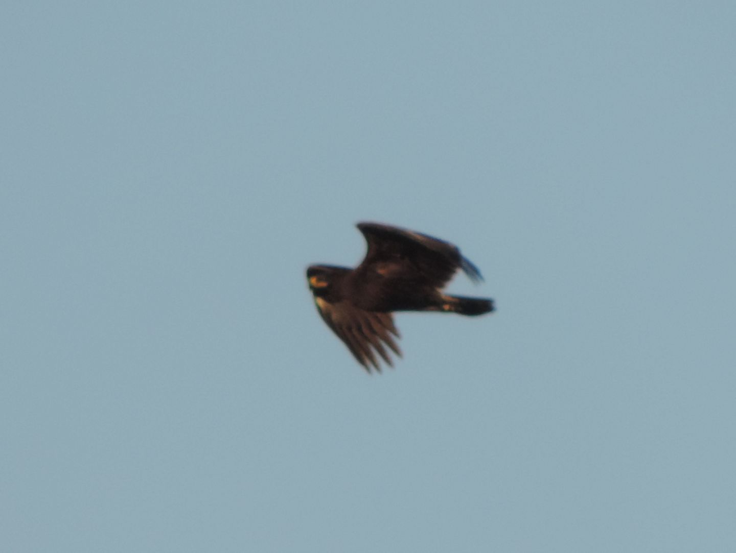 Aquila anatraia maggiore (Clanga clanga)