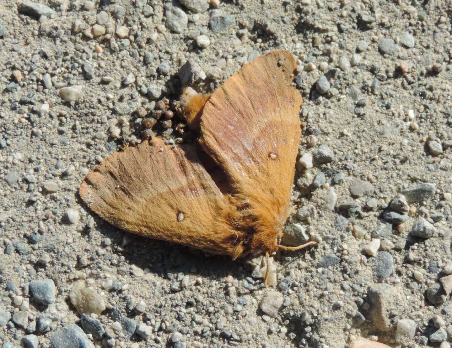 Lasiocampa quercus? S, femmina