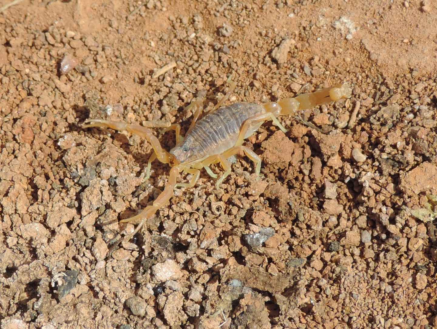 Cannibalismo fra Buthus