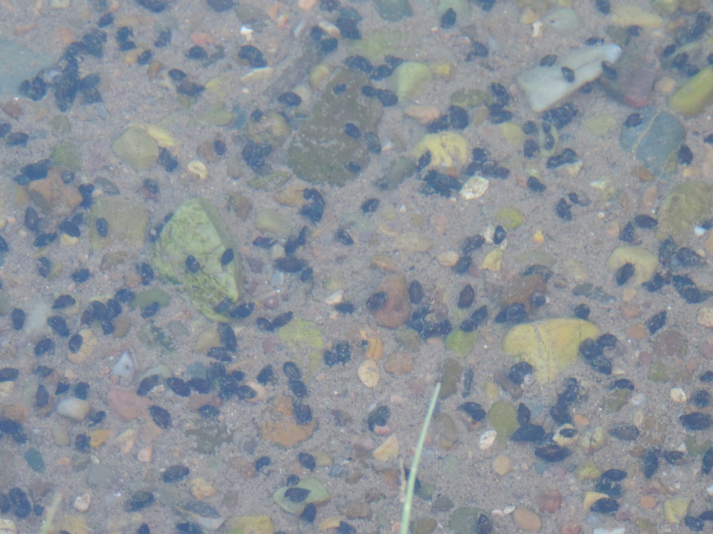 Chiocciole dulciacquicole dal Marocco:  Melanopsis sp.