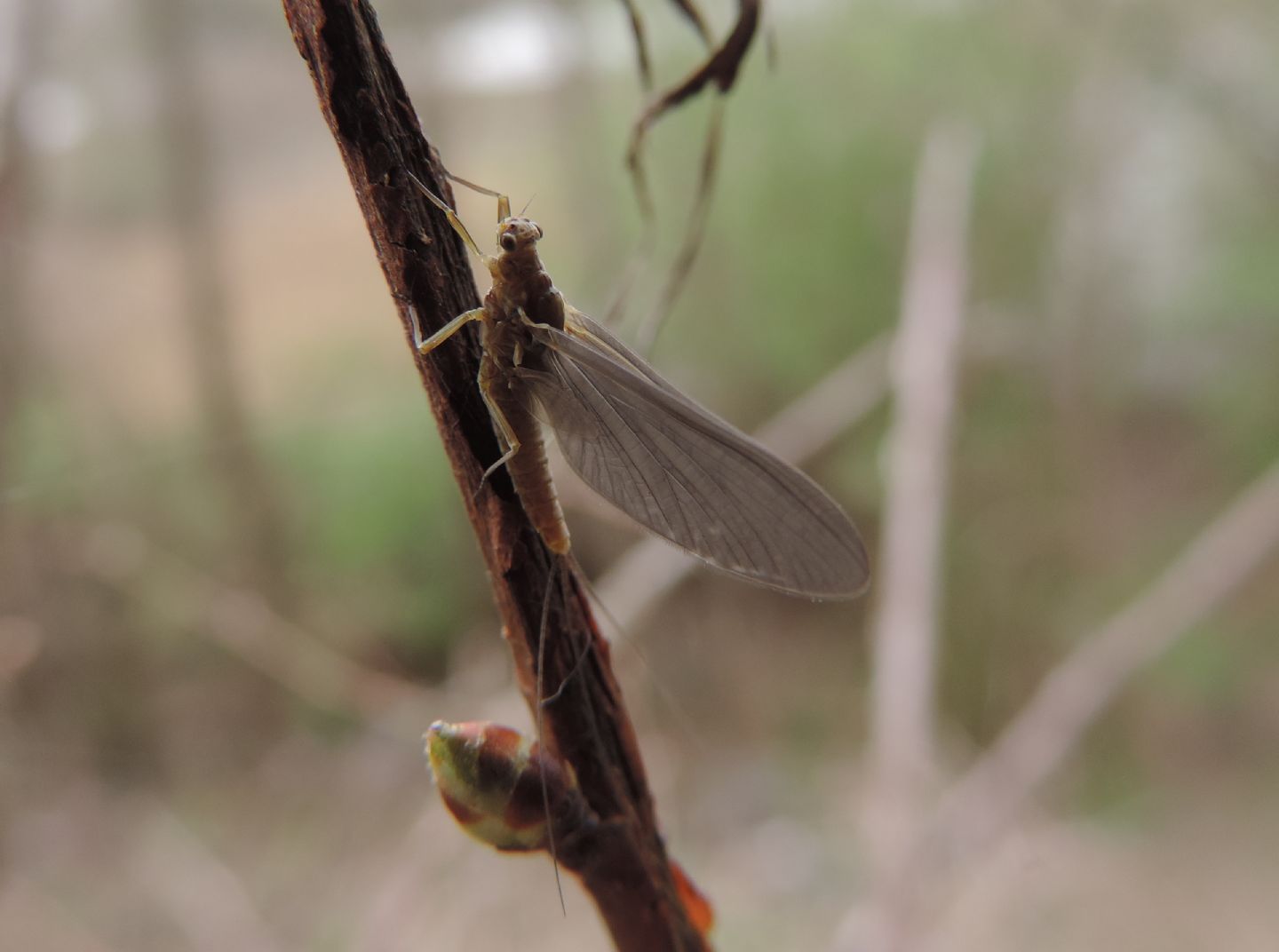 Serratella ignita (Ephemerellidae), femmina  nelle risaie