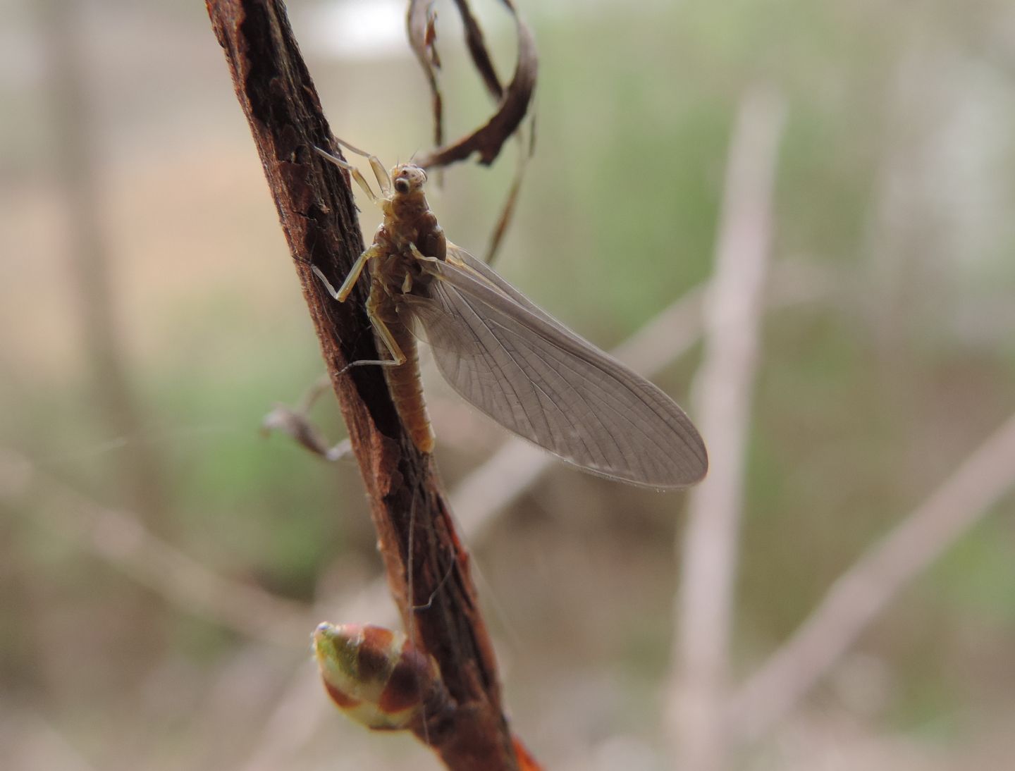 Serratella ignita (Ephemerellidae), femmina  nelle risaie