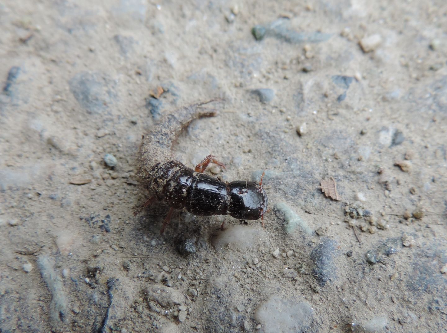 Larva di Ocypus sp. (Staphylinidae)