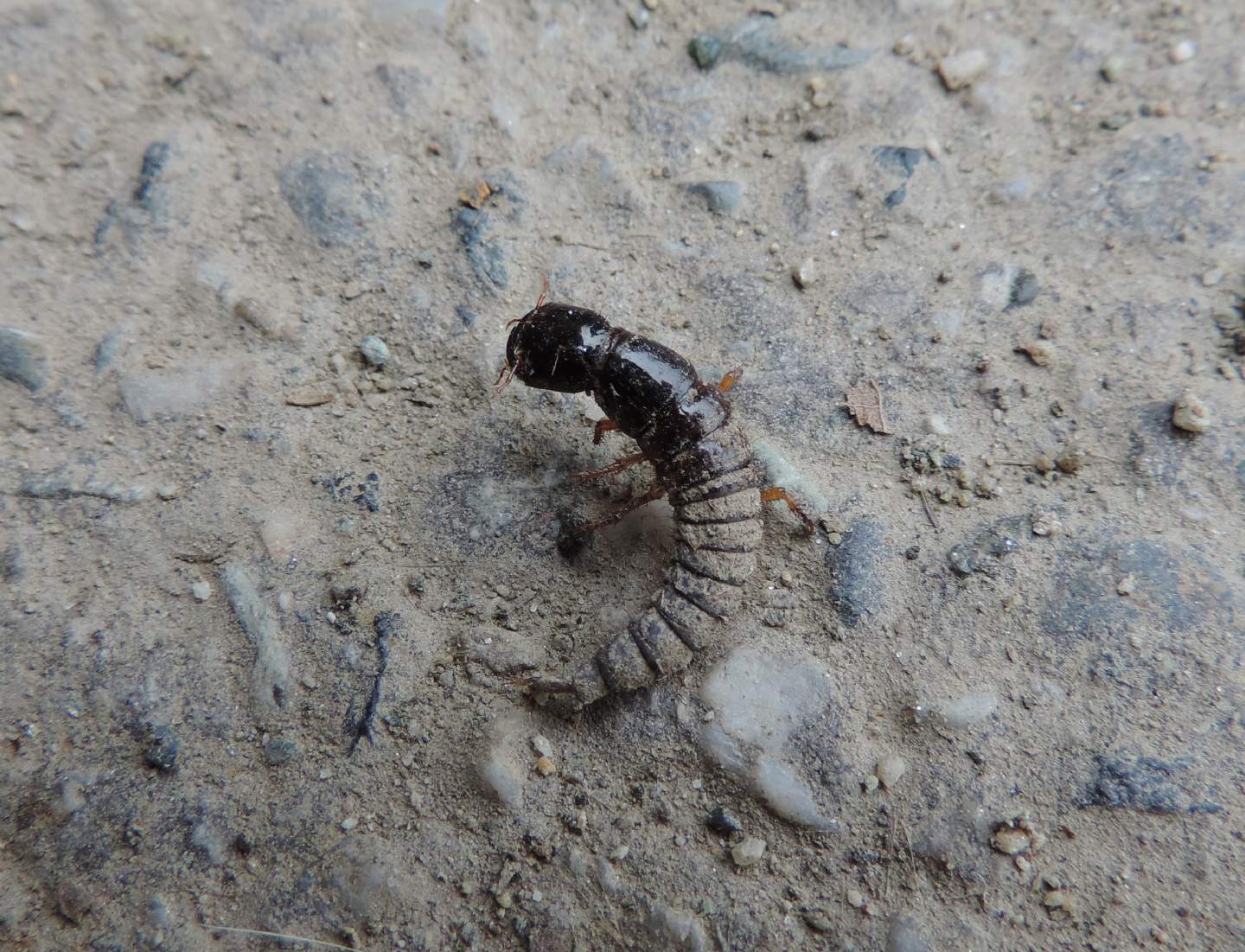 Larva di Ocypus sp. (Staphylinidae)