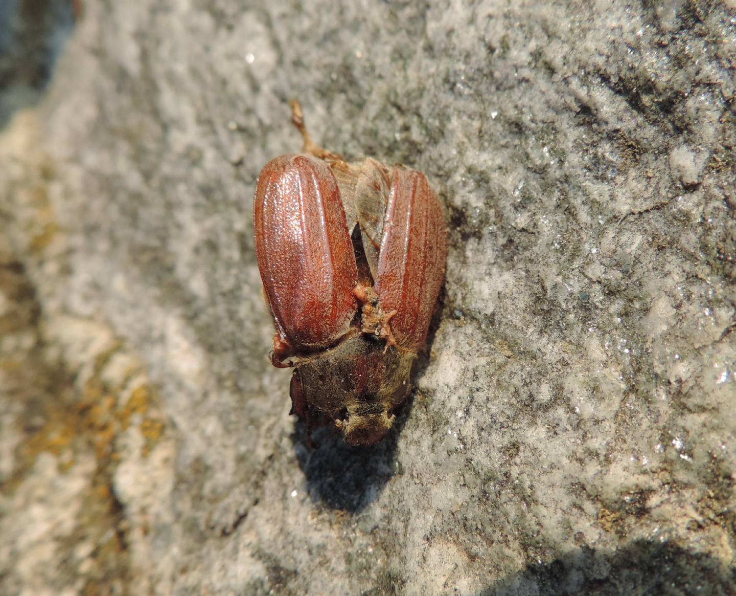 Melolontha sp. (M. melolontha o M. hippocastani)