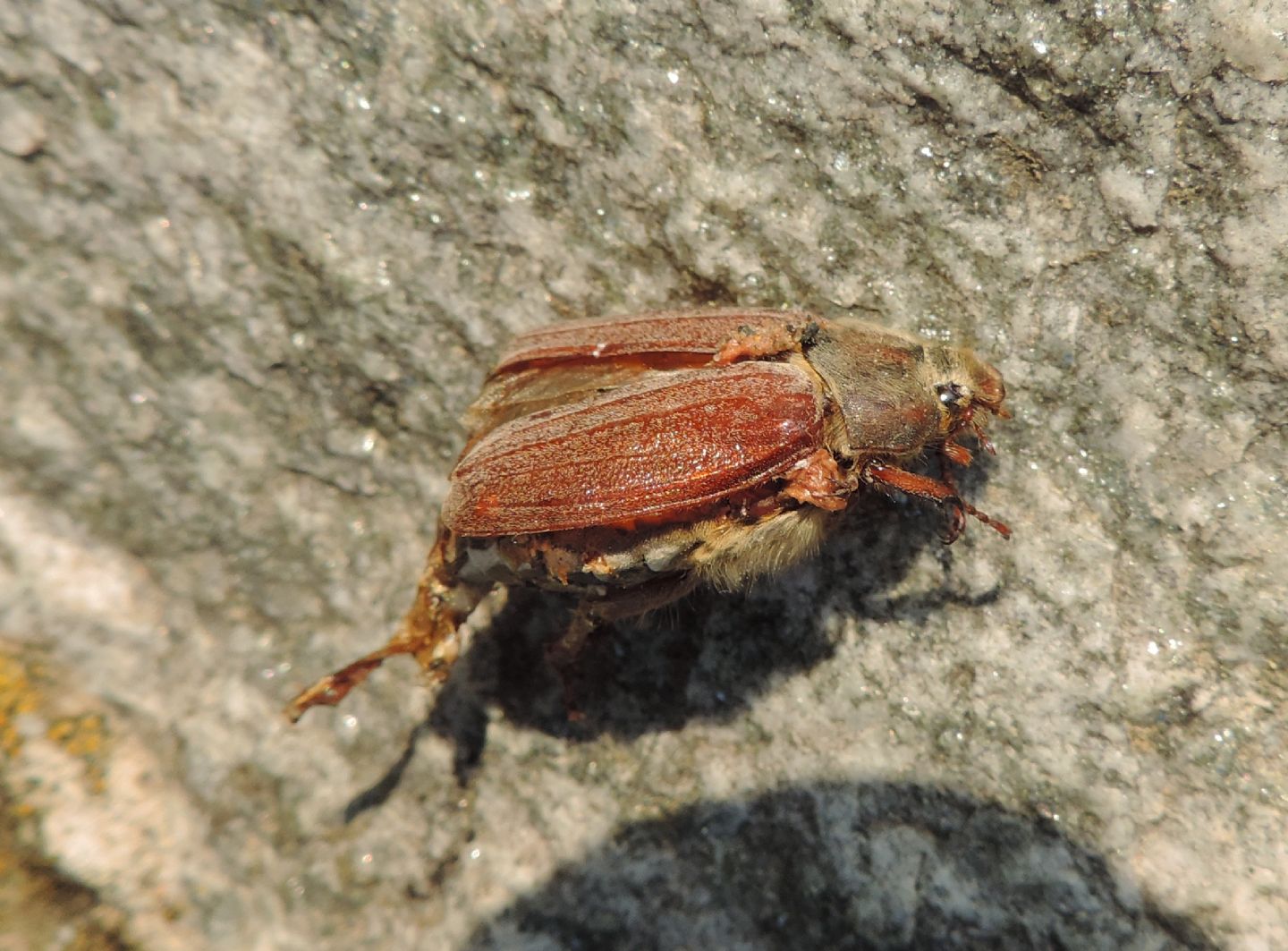 Melolontha sp. (M. melolontha o M. hippocastani)