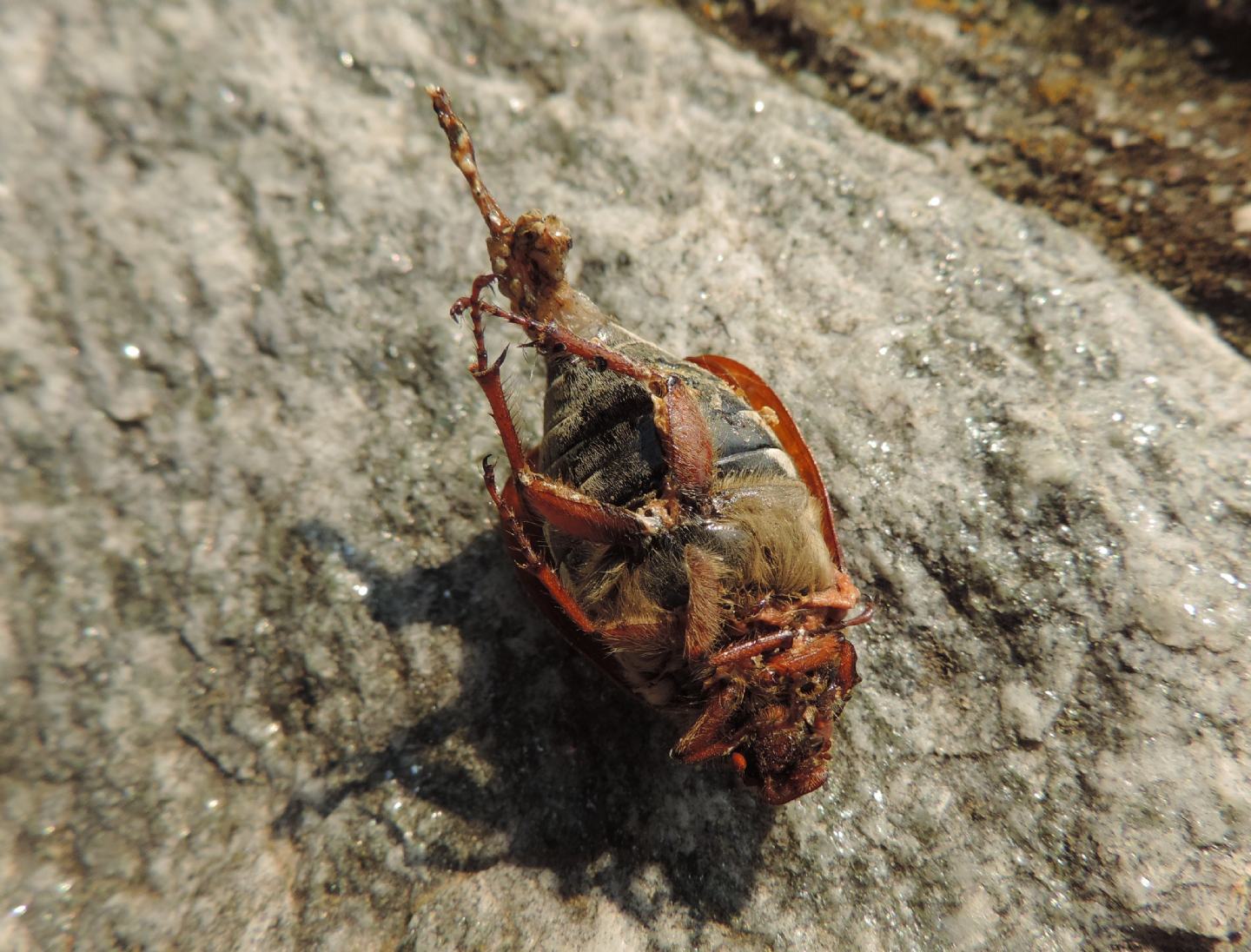 Melolontha sp. (M. melolontha o M. hippocastani)