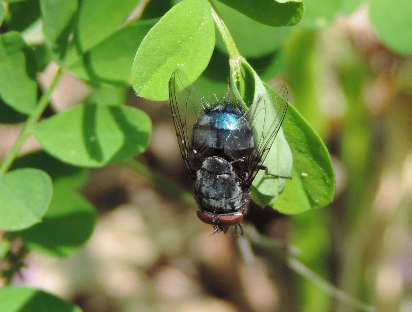 Calliphora vicina o vomitoria?  Calliphora vomitoria