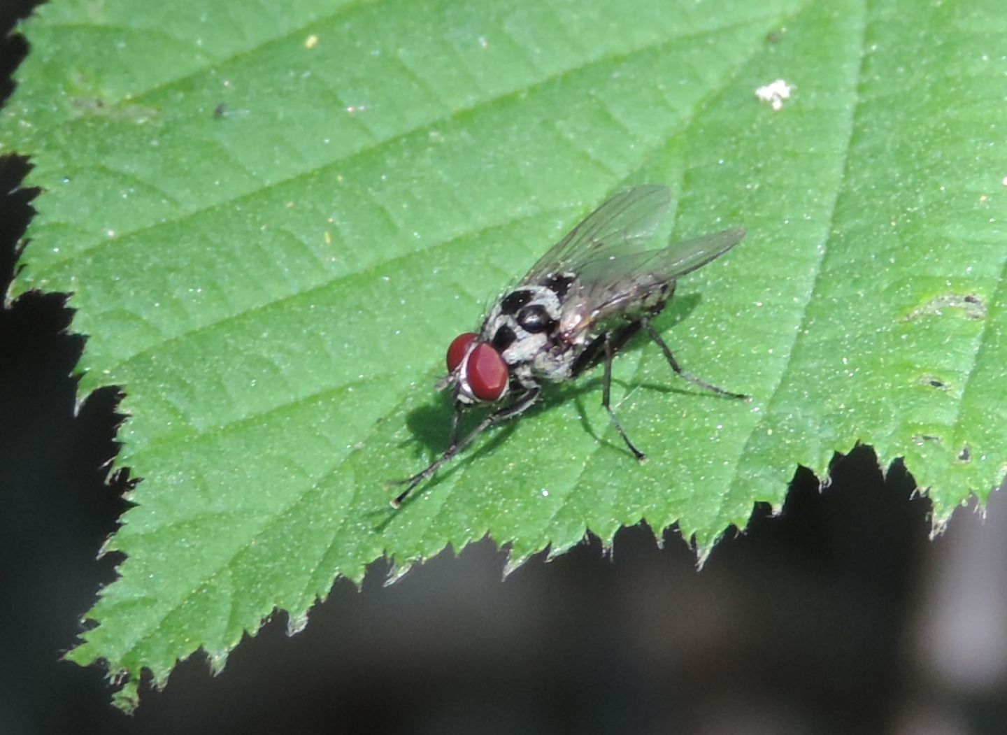 Anthomyia procellaris?  S, maschio