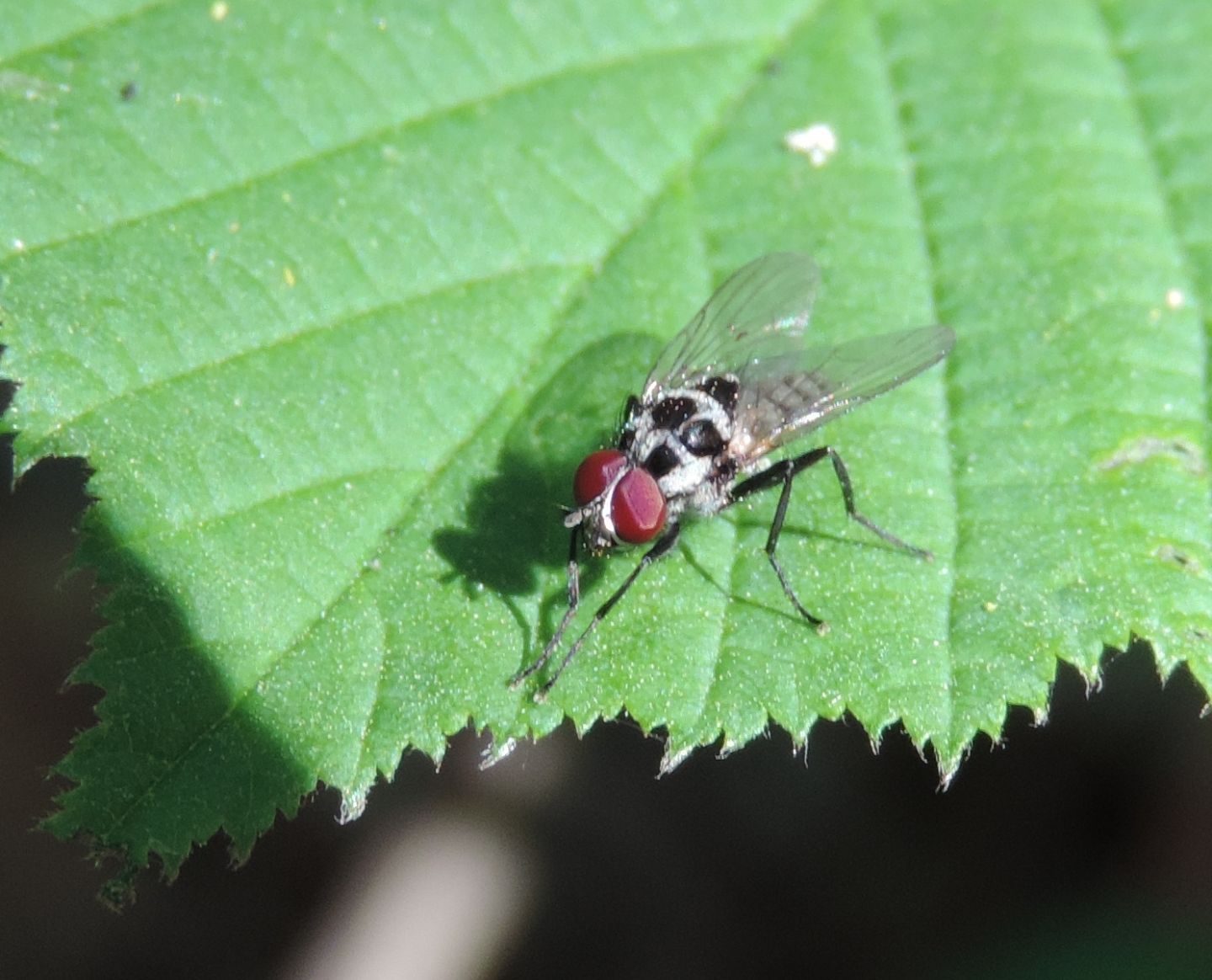 Anthomyia procellaris?  S, maschio