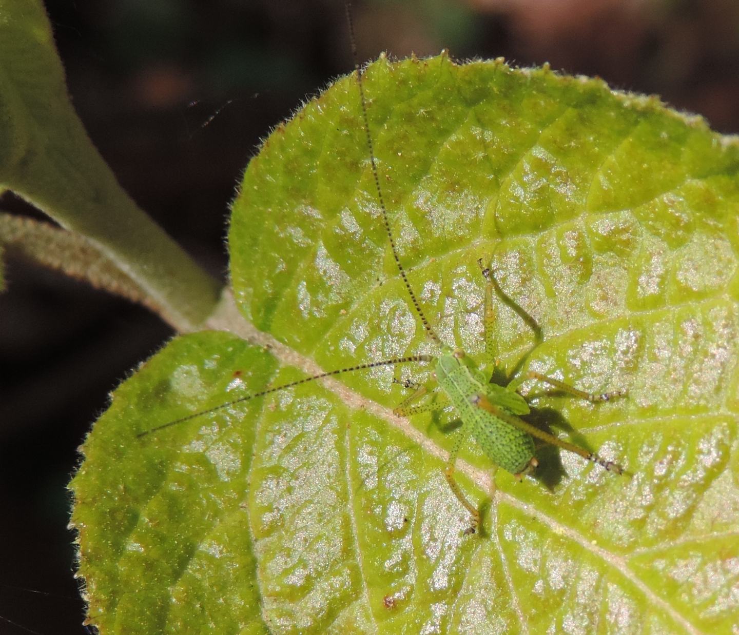 neanide di Leptophyes?.... di Barbitistes alpinus (cfr.)