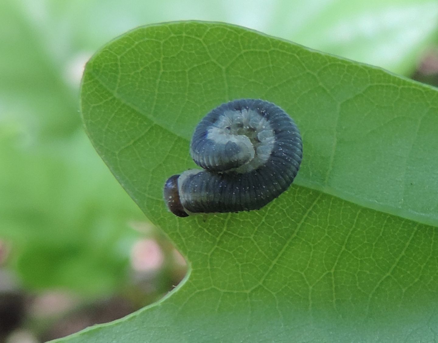 Larva di Tenthredo? ... di Tenthredinidae