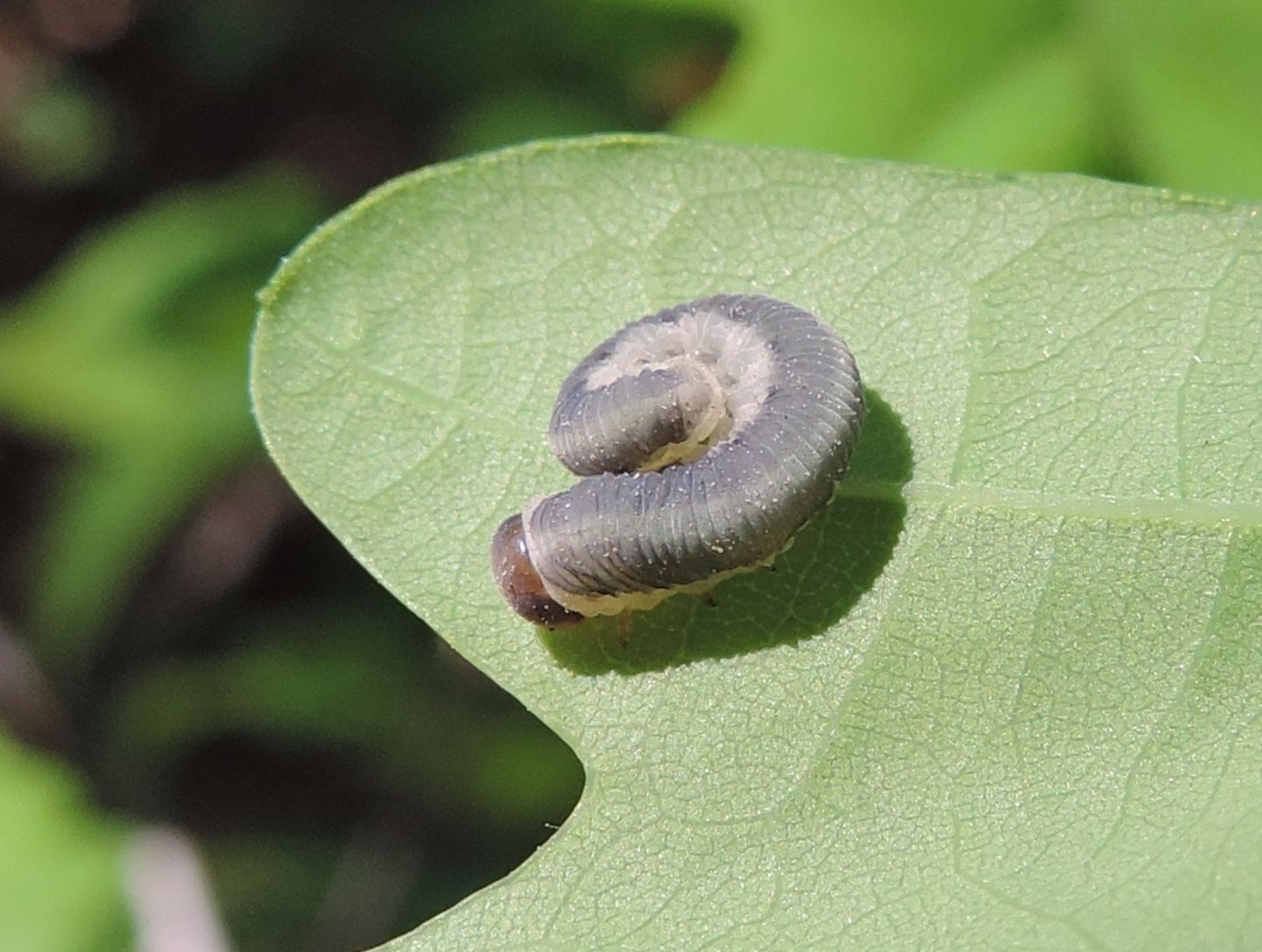 Larva di Tenthredo? ... di Tenthredinidae