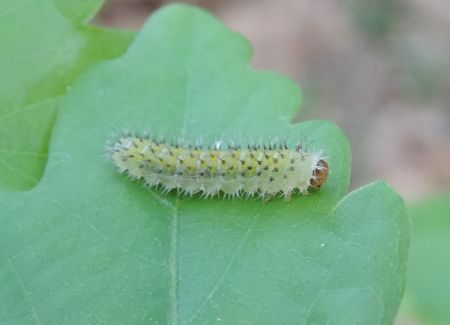 altra larva di Tenthredinidae? s, Periclista sp.