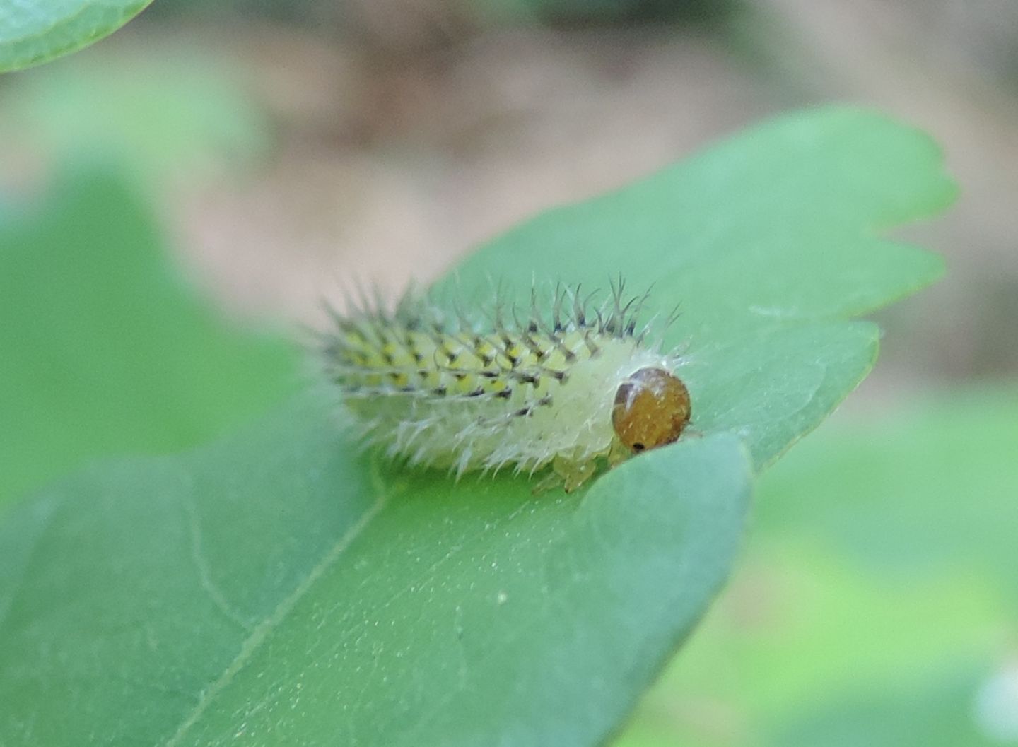 altra larva di Tenthredinidae? s, Periclista sp.