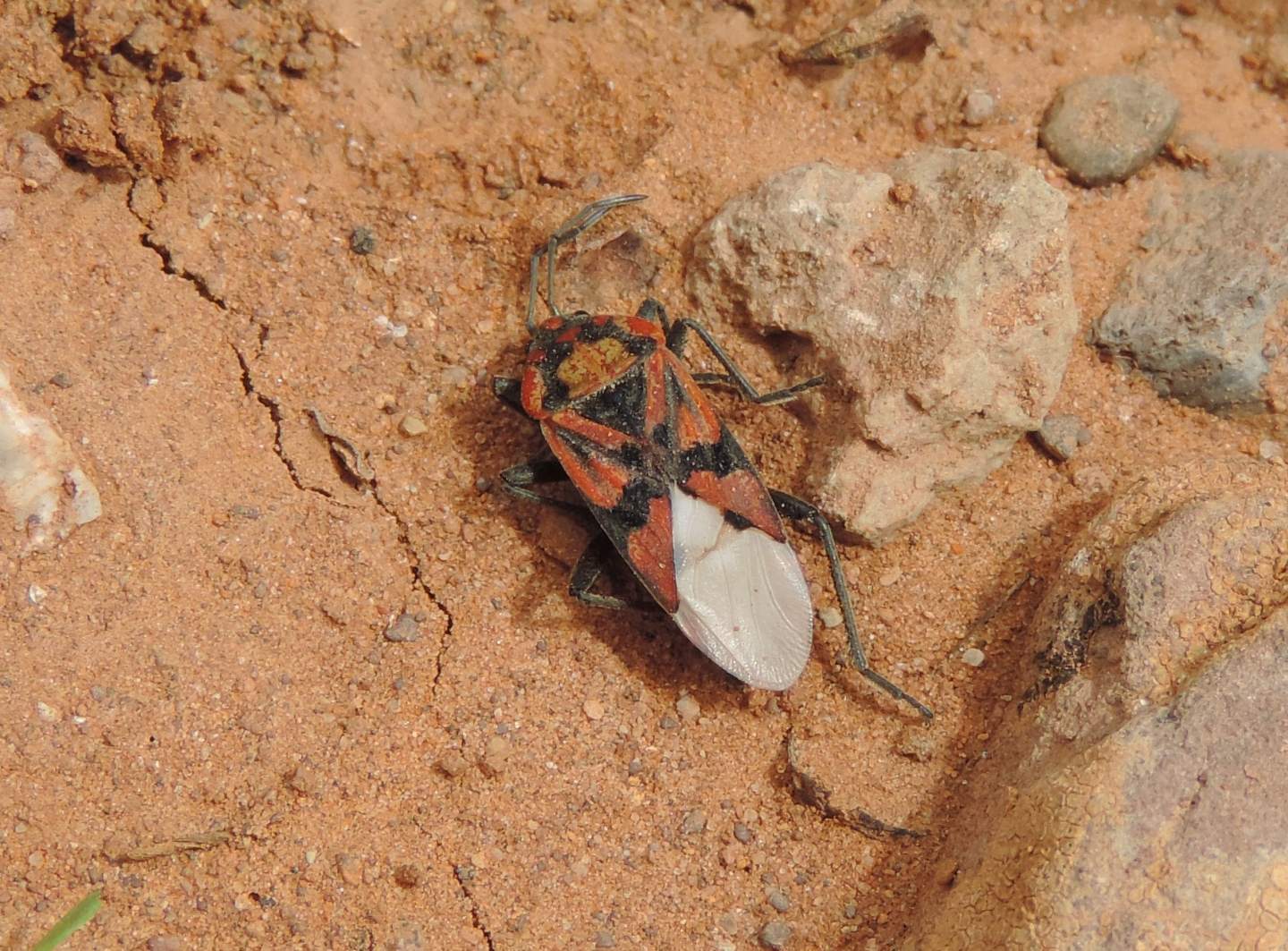 Spilostethus pandurus?  S !