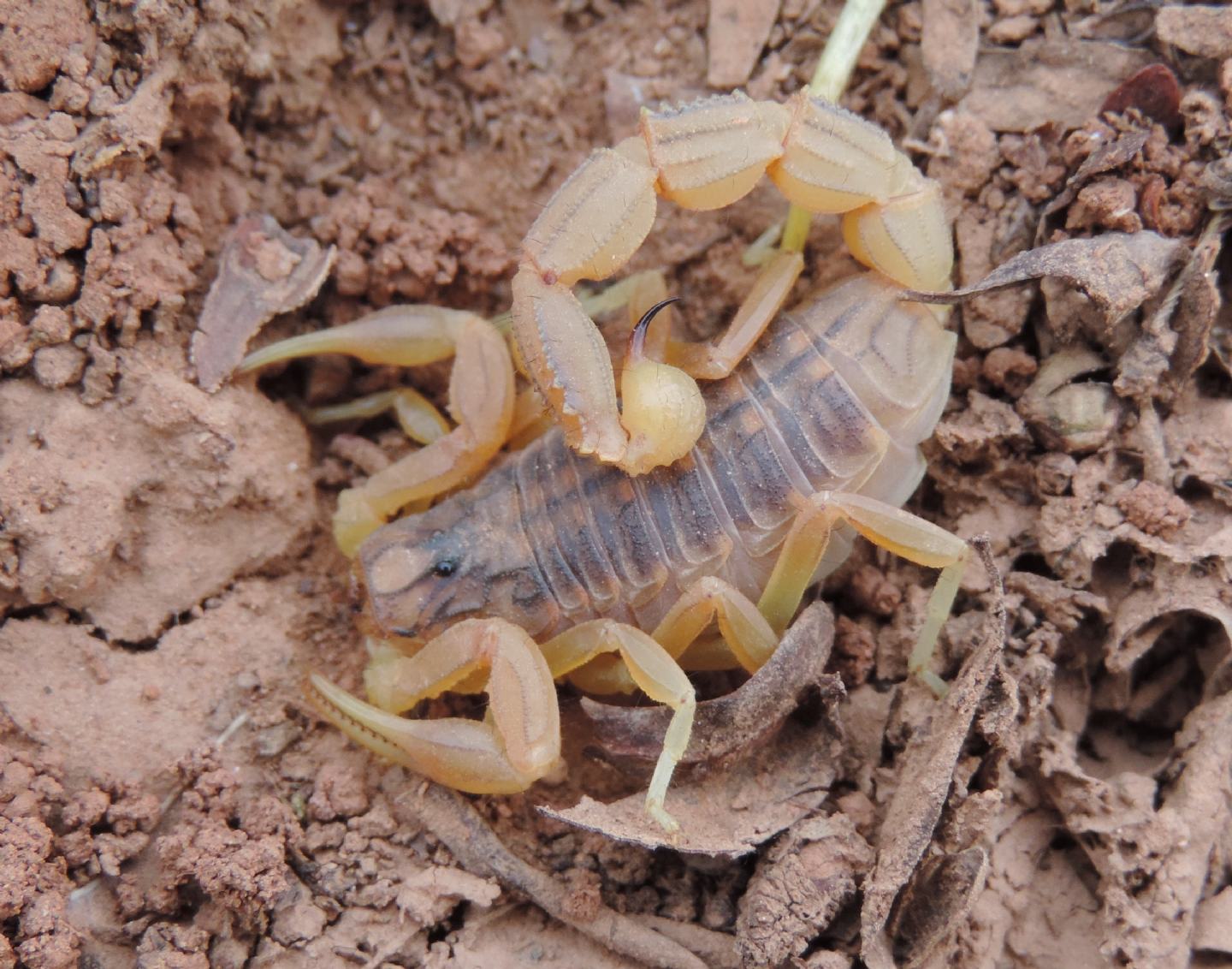 Buthus elmoutaouakili?