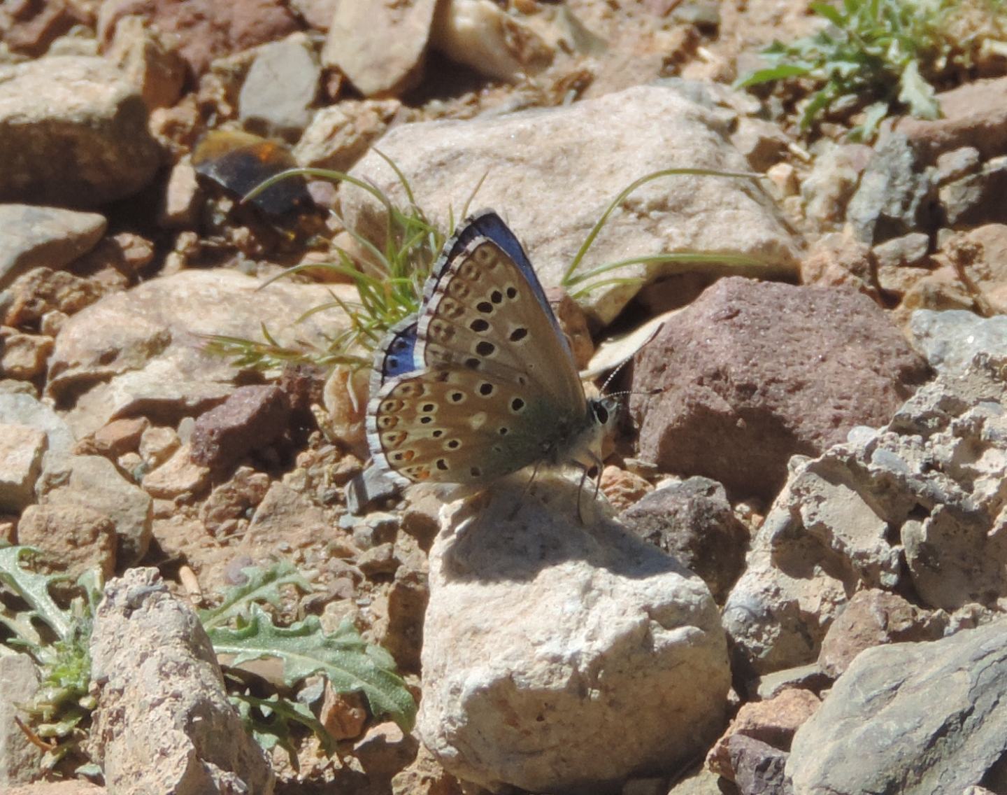 Lycaenidae dall''Alto Atlante:  Polyommatus punctiferus