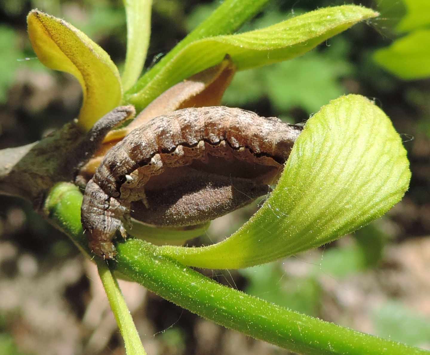 Bruco di Anorthoa munda - Noctuidae? S