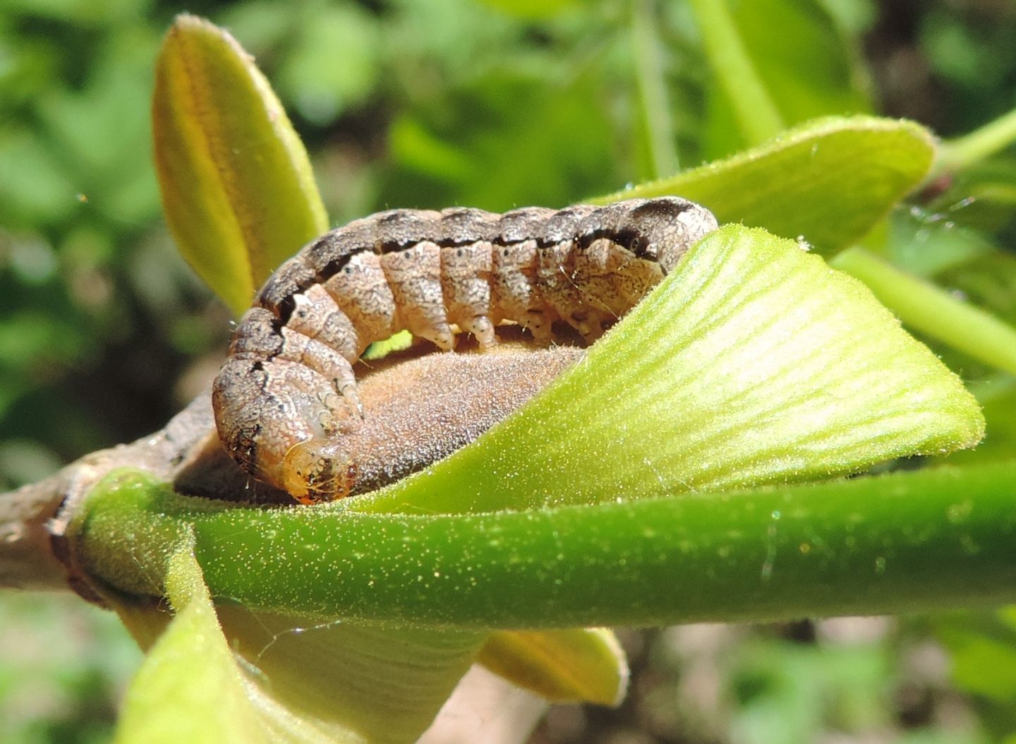 Bruco di Anorthoa munda - Noctuidae? S