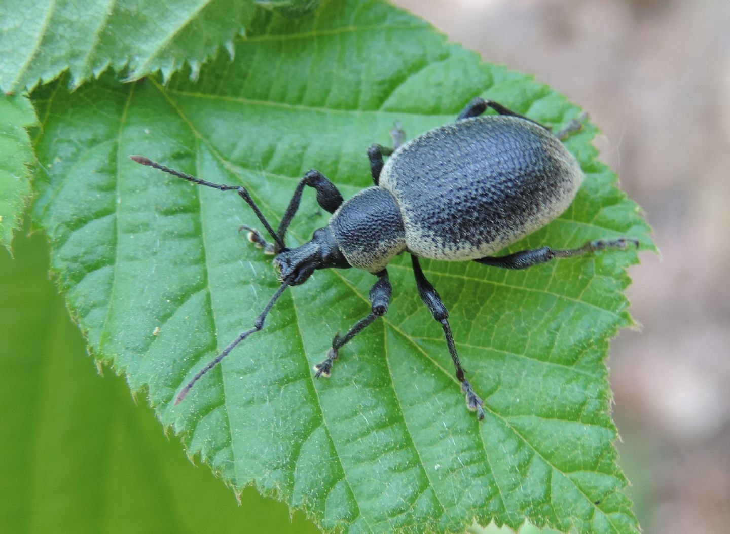 Otiorhynchus vehemens? S !