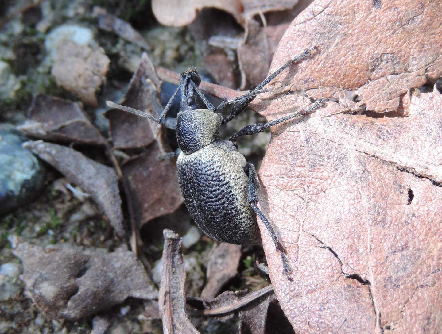 Otiorhynchus vehemens? S !