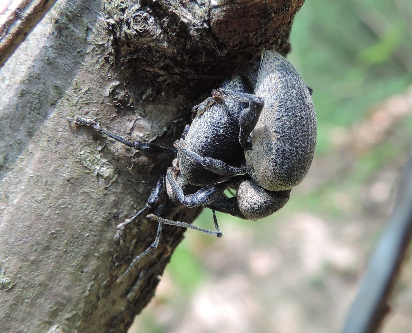 Otiorhynchus vehemens? S !