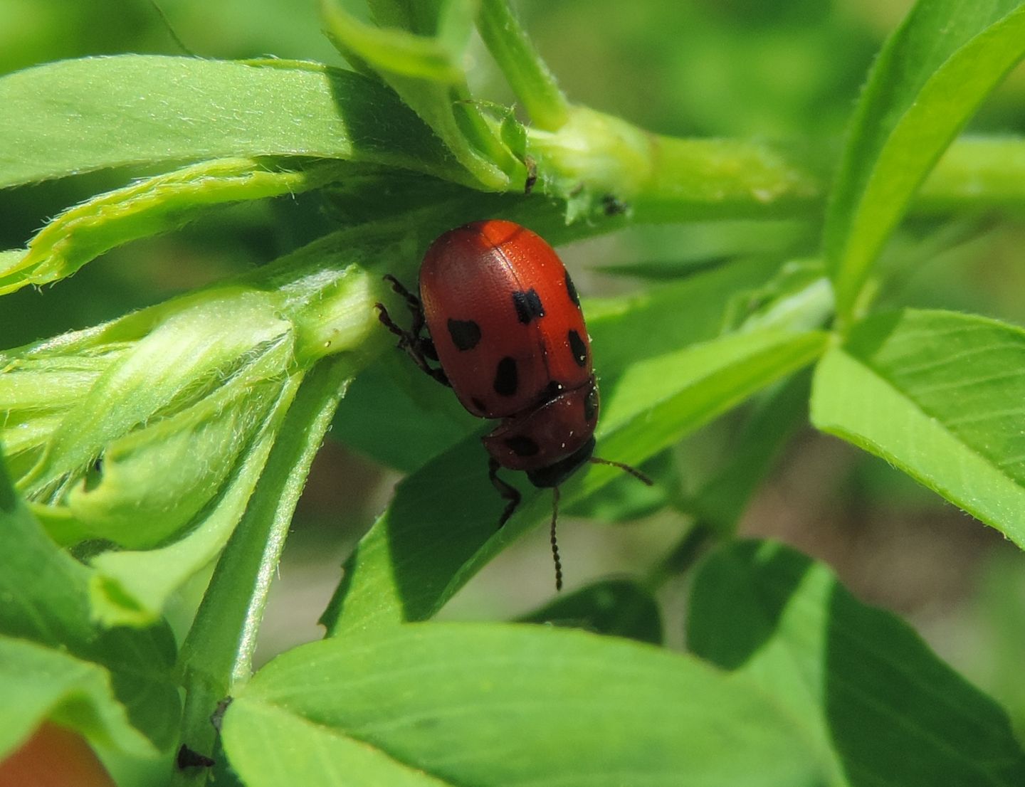 Chrysomelidae: Gonioctena fornicata? S