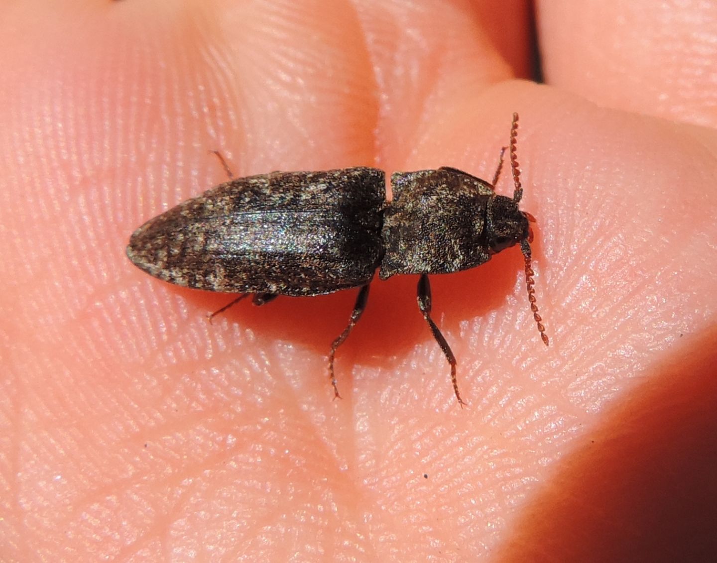 Elateridae: Agrypnus murinus? S.