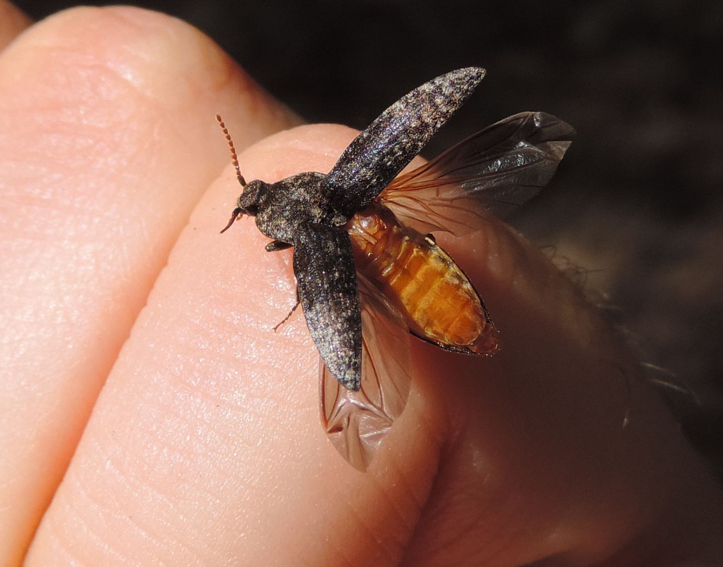 Elateridae: Agrypnus murinus? S.